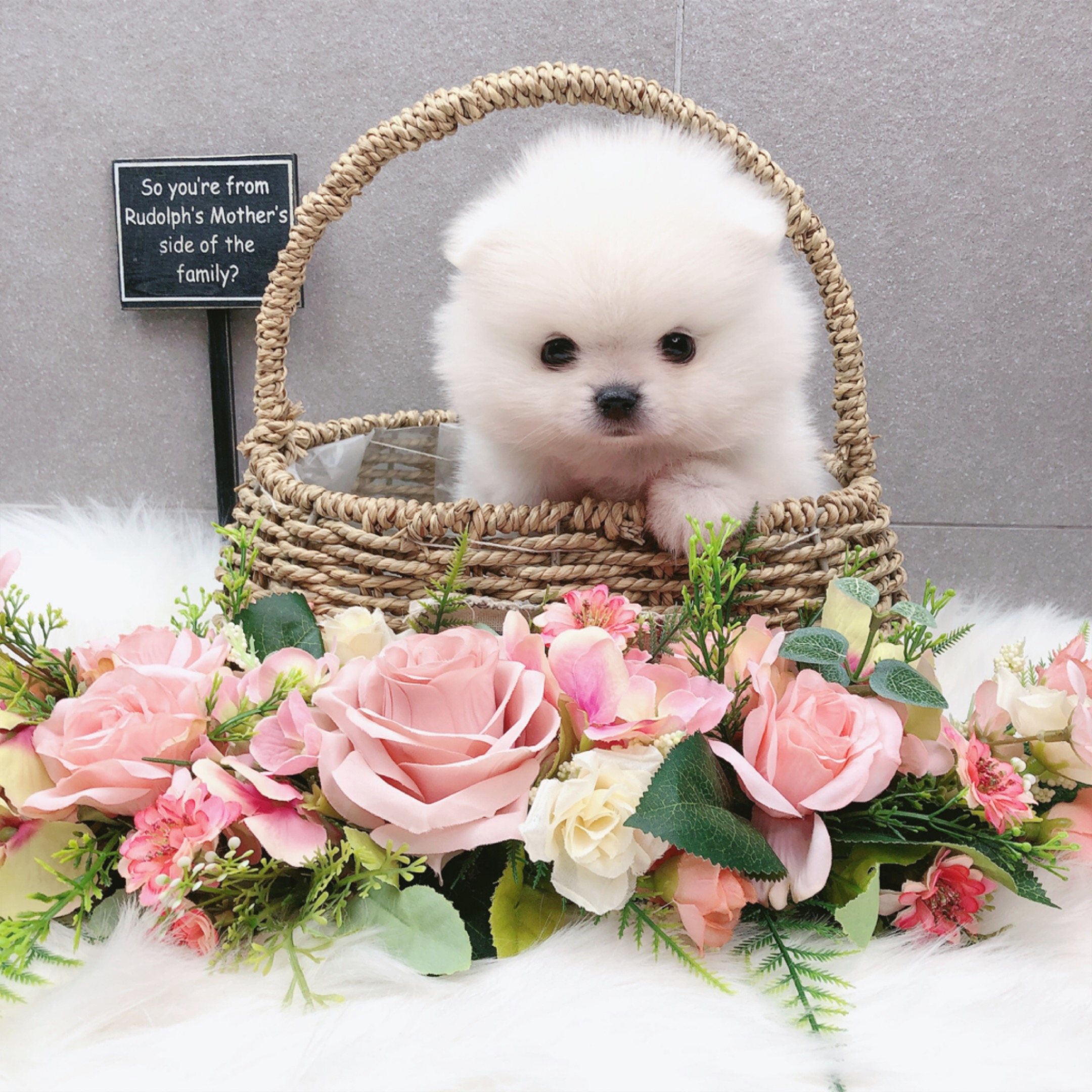 포메라니안 분양합니다