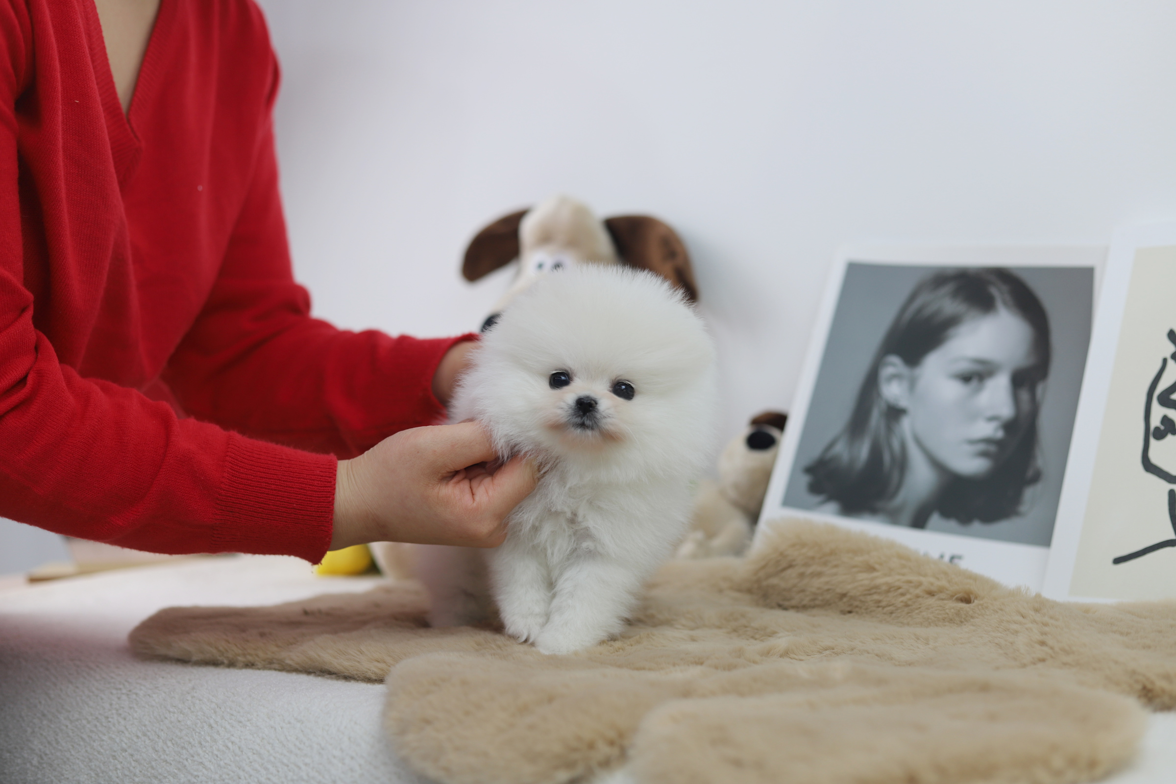 포메라니안 분양합니다