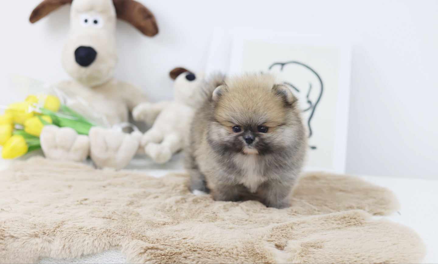 포메라니안 분양합니다