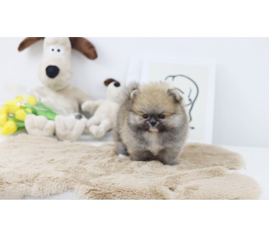 포메라니안 분양합니다