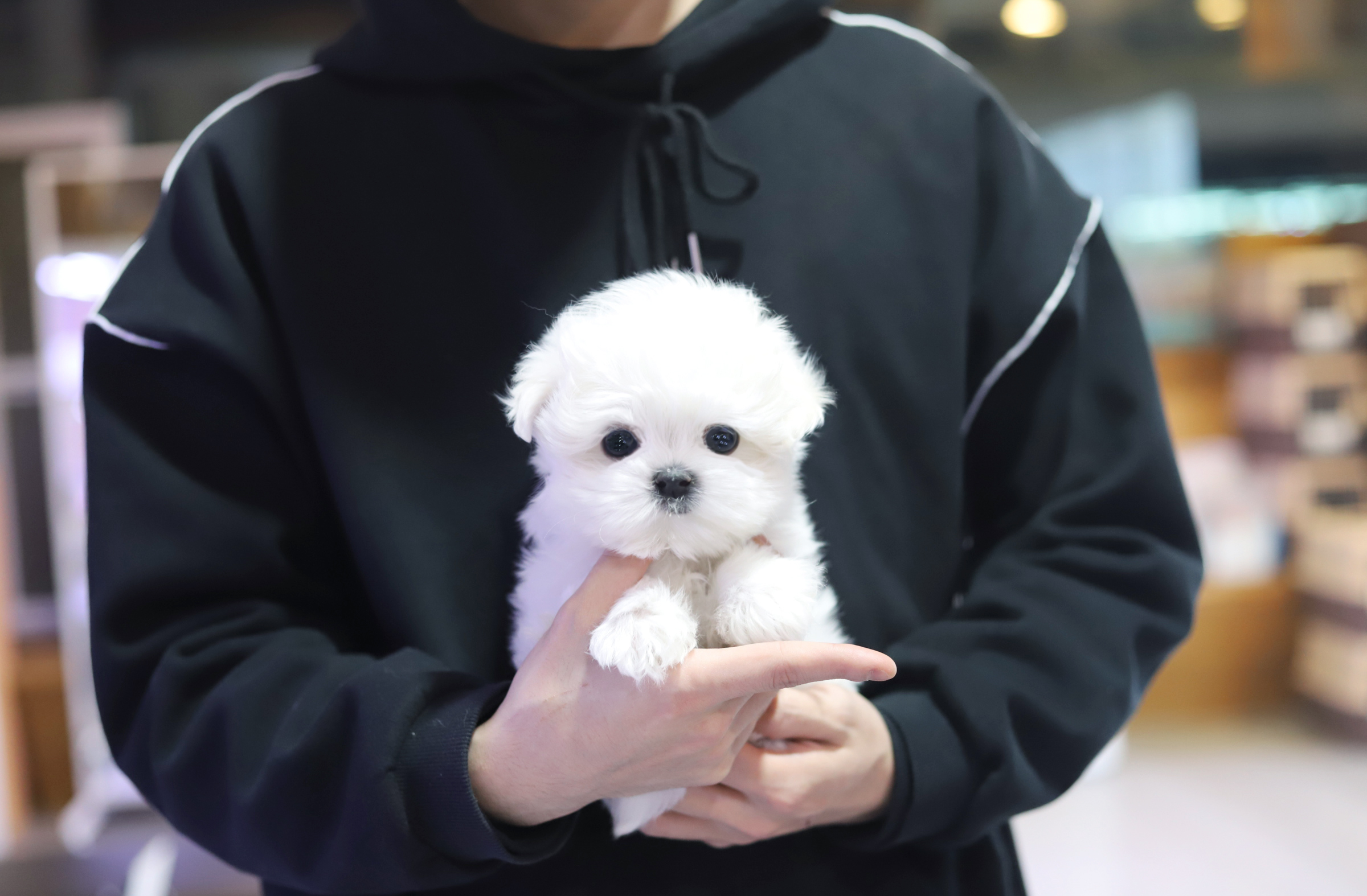 말티즈 분양합니다
