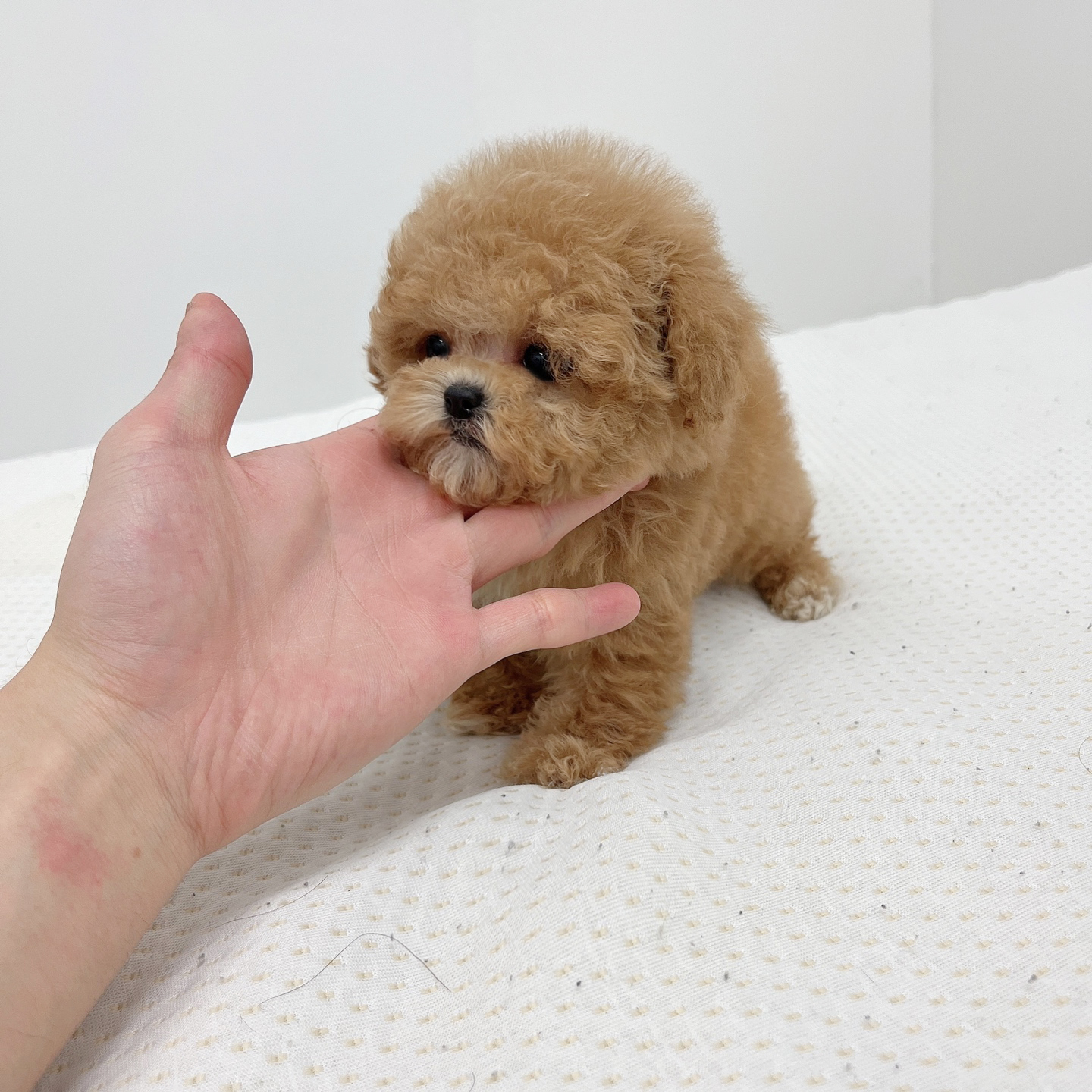 토이푸들 분양합니다