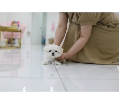말티즈 분양합니다