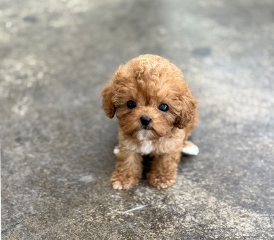 토이푸들 분양합니다