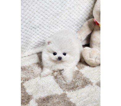 포메라니안 분양합니다
